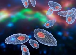 Research Shows How Dormant Toxoplasma Parasites Manipulate Neurons to Survive Research Shows How Dormant Toxoplasma Parasites Manipulate Neurons to Survive