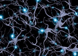 Research reveals link between brain cell development and risk of schizophrenia Research reveals link between brain cell development and risk of schizophrenia