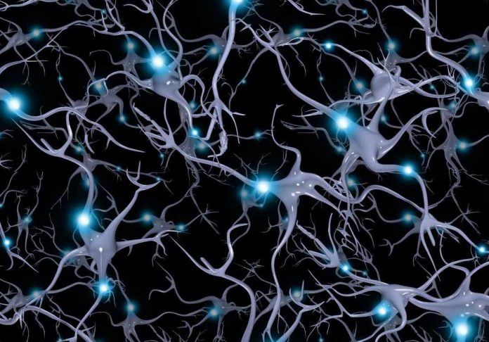 Research reveals link between brain cell development and risk of schizophrenia