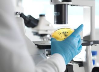 Study: Faulty BRCA genes linked to prostate and pancreatic cancers Study: Faulty BRCA genes linked to prostate and pancreatic cancers