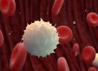 Study: Key Regulator of Blood Stem Cell Development Identified Study: Key Regulator of Blood Stem Cell Development Identified