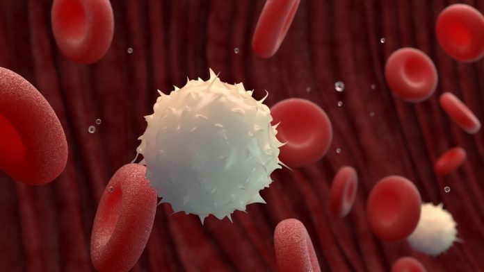 Study: Key Regulator of Blood Stem Cell Development Identified