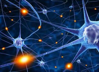Researchers uncovers key brain mechanisms for organizing memories in time Researchers uncovers key brain mechanisms for organizing memories in time
