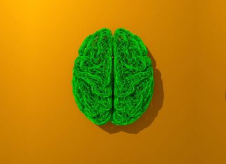 Researchers use deep learning model to simulate brain topography Researchers use deep learning model to simulate brain topography