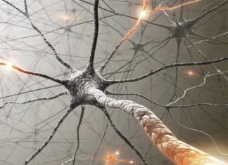 AgriLife study continues quest for cure of Menkes Disease AgriLife study continues quest for cure of Menkes Disease