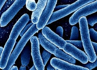 Certain intestinal bacteria may prevent cancer Certain intestinal bacteria may prevent cancer