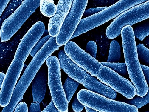 Certain intestinal bacteria may prevent cancer
