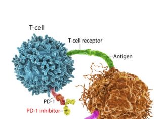 New study: A new approach for bolstering the ability of T cells to fight cancer New study: A new approach for bolstering the ability of T cells to fight cancer