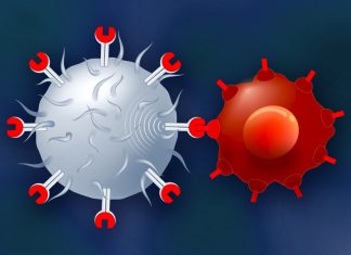 Study: “Supercharging” Cancer-Fighting T Cells Study: "Supercharging" Cancer-Fighting T Cells