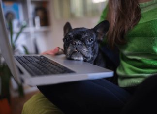Study finds taking your dog to work reduces employee stress Study finds taking your dog to work reduces employee stress