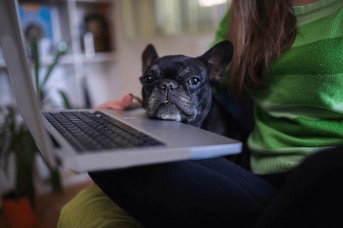 Study finds taking your dog to work reduces employee stress