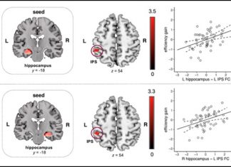 Researchers discover a brain circuit that boosts maths skills in children Researchers discover a brain circuit that boosts maths skills in children