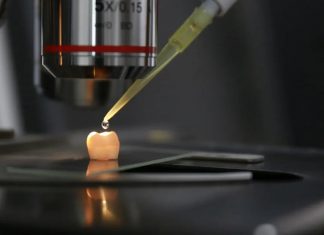 Scientists take important step towards development of biological dental enamel Scientists take important step towards development of biological dental enamel