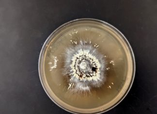 UC Riverside research: Meet the forest microbes that can survive megafires UC Riverside research: Meet the forest microbes that can survive megafires