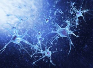 UCLA research may improve stroke recovery UCLA research may improve stroke recovery