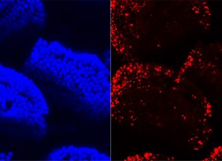 New Study: Microbes help orchestrate how the gut uses its genes New Study: Microbes help orchestrate how the gut uses its genes