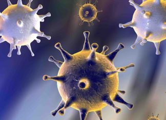 Researchers examine the impact of herpesviruses on Prediabetes Researchers examine the impact of herpesviruses on Prediabetes