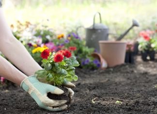 Gardening significantly reduces stroke and heart attack among seniors 60+ Gardening significantly reduces stroke and heart attack among seniors 60+