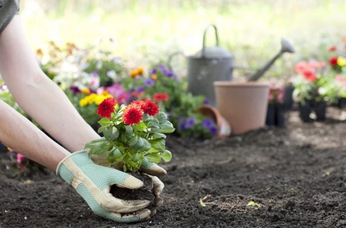 Gardening significantly reduces stroke and heart attack among seniors 60+