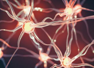 New study finds solution to common surgical problem of nerve damage New study finds solution to common surgical problem of nerve damage