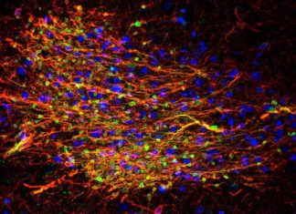 Researchers identify role of basolateral amygdala neurons Researchers identify role of basolateral amygdala neurons