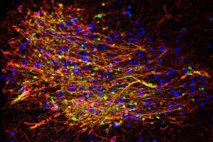Researchers identify role of basolateral amygdala neurons