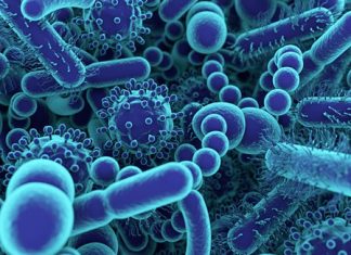 Scientists identify novel cellular process that help us understand the mechanisms of ageing-related diseases Scientists identify novel cellular process that help us understand the mechanisms of ageing-related diseases