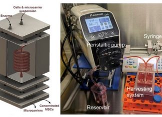 Study: New solution for stem cell manufacturing Study: New solution for stem cell manufacturing