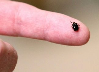 Lyme Disease estimates 10x higher than reported Lyme Disease estimates 10x higher than reported