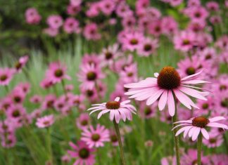 Research gives mixed results for usefulness of Echinacea for colds Research gives mixed results for usefulness of Echinacea for colds