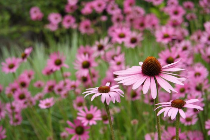 Research gives mixed results for usefulness of Echinacea for colds