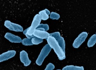 Study shows paper medical records commonly harbor dangerous bacteria Study shows paper medical records commonly harbor dangerous bacteria