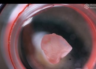 Study: A major step forward for organ biofabrication Study: A major step forward for organ biofabrication