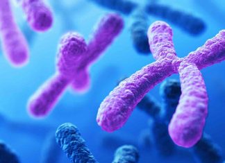 Impulsive behavior linked to genes, study suggests Impulsive behavior linked to genes, study suggests