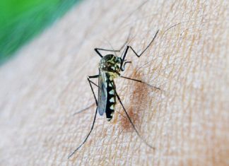 A promising compound can quickly eliminate malaria parasites A promising compound can quickly eliminate malaria parasites