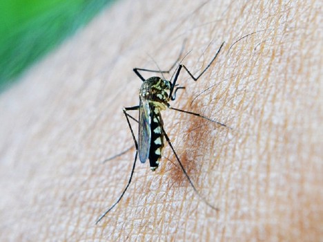 A promising compound can quickly eliminate malaria parasites