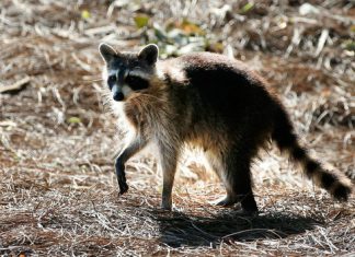 New rabies treatment may cure disease after symptoms appear New rabies treatment may cure disease after symptoms appear