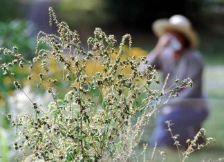 Allergies from ragweed pollen are worsened by air pollution Allergies from ragweed pollen are worsened by air pollution