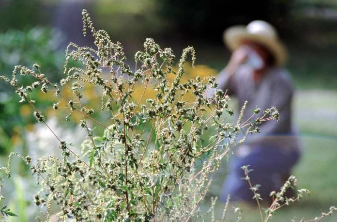 Allergies from ragweed pollen are worsened by air pollution