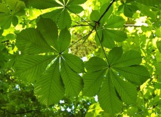 An extract from chestnut leaves disarms deadly staph bacteria An extract from chestnut leaves disarms deadly staph bacteria