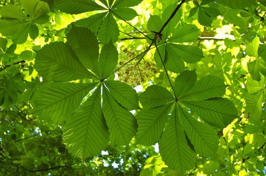 An extract from chestnut leaves disarms deadly staph bacteria