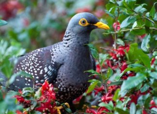 Birds improve quality of life in urban neighborhoods Birds improve quality of life in urban neighborhoods