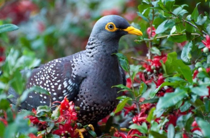Birds improve quality of life in urban neighborhoods