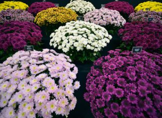 Decontaminate your home with these houseplants Decontaminate your home with these houseplants