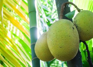 Jackfruit touted as food source for millions of starving and malnourished people Jackfruit touted as food source for millions of starving and malnourished people