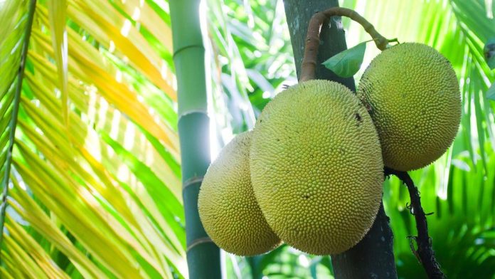 Jackfruit touted as food source for millions of starving and malnourished people