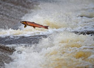 A toxin from Salmonid fish may help treat cancer A toxin from Salmonid fish may help treat cancer