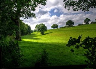 Contact with nature creates healthier communities with lower crime rates Contact with nature creates healthier communities with lower crime rates