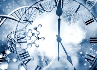 DNA body clock reveals new data about aging DNA body clock reveals new data about aging