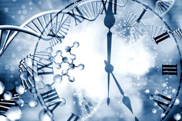 DNA body clock reveals new data about aging
